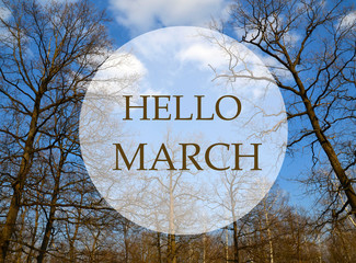 Hello March greeting card.Branches of spring trees in the forest on a blue sky background.Springtime concept.