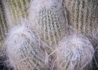 Close-up on the Cephalocereus senilis aka the 