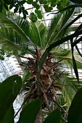 Palmiarnia poznańska, palma widziana od spodu © Marta