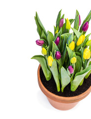 Homegrown yellow and purple tulips in flower pot isolated on white