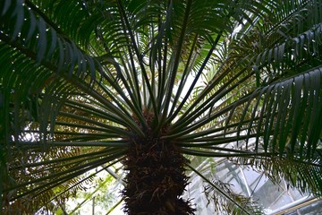 Palmiarnia w Poznaniu, palma widziana od dołu