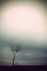 Minimalism in nature tree on a hill a rural landscape