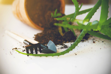 On a white table is a fallen pot with a green aloe flower. The soil fell out of the pot when it...