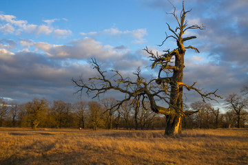 lonely tree in the field at sunset