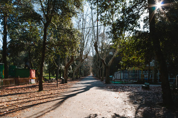 Viareggio's pine forest in the middle of the city