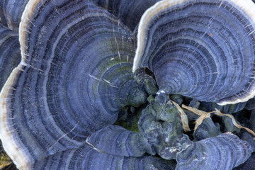 trametes versicolor mushroom on tree log. close up or macro.