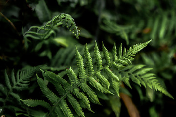 The fern