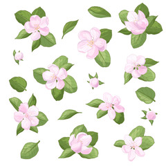 Vector set of apple tree flowers on a white background