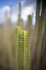 closeup of cactus on background of blue sky