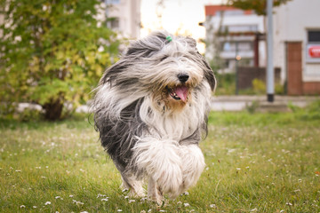 Naklejka na ściany i meble bearded collie is running in park. He is so happy and free. The sun si so beautiful.