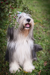 Naklejka na ściany i meble Portrait of bearded collie in the nature. Autumn photoshooting in park.