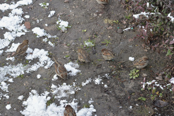 A sparrow pack is looking for food.