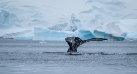 Close encounter with a group of humpabck whales in the waters off the west coast of Graham Land in...