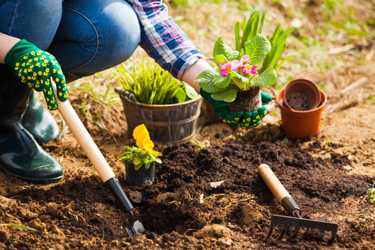 Gardener Planting Flowers In Soil At Back Yard