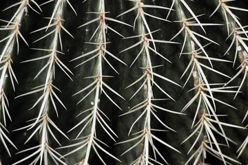 Green succulent cactus plants growing in the botanical garden. Leaves of a plant in the summer. Organic background.