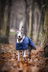 Autumn portrait of female whippet. She is so cute and happy outside.