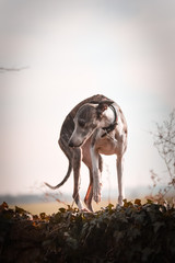 Female of whippet is going on wall. She has an order and she waiting for tidbit.
