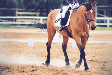 A beautiful elegant Bay horse with a rider in the saddle runs at a trot on the sandy arena, raising the dust with its hooves in dressage competitions