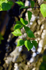 Obraz premium green leaves of a tree young birch leaves on a background of bark