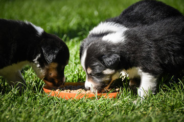 Puppies of border collie are eating together. They love this playing. After it they are tired.