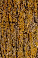 Oak bark surface with yellow lichen closeup as wooden background