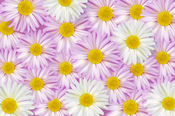 Beautiful vector flower background with realistic camomiles. 