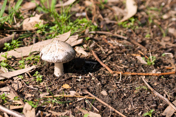 mushroom in forest