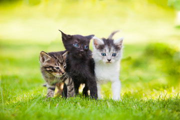 Naklejka na ściany i meble Three little kittens sitting on the grass