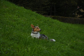 Dog lying in the gras in Tivoli Park, Ljubljana, Slovenia.