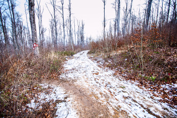 Winter forest landscape trees with snow