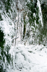 Fototapeta na wymiar woods in winter