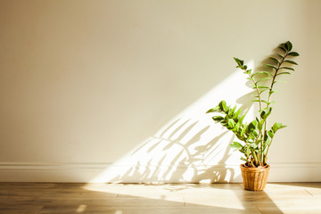 Zamioculcas bush plant in the interiour living room