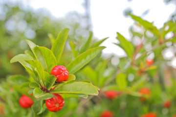 Obraz premium Red pomegranate flowers on pomegranate blossoming tree in the garden. Bright red Punica granatum blooms in summertime.