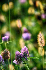  purple clover flower among green grass on a summer day