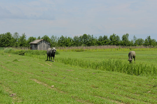 Black bulls in the fields. Caucasus. Bulls in Mingrelia region, Georgia country.