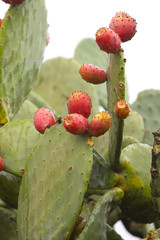 close up of opuntia cactus/ prickly pear cactus