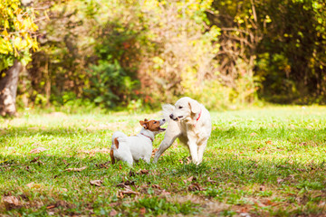 Two dogs golden retriever playing with stick in green meadow