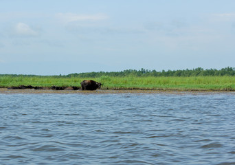 Fototapeta na wymiar Black bulls in water. Panorama, wild view of Churia river in the swamps of Kolkheti National Park. Summer, green landscape Georgia country.
