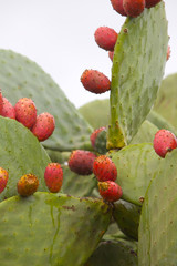 close up of opuntia cactus/ prickly pear 