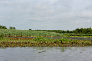 Panorama, wild view of Churia river in the swamps of Kolkheti National Park. A lot of reeds. Summer, green landscape Georgia country.