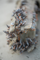marine mullusc on trunk