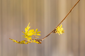 Yellow leaves of acacia