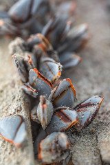marine mullusc detail