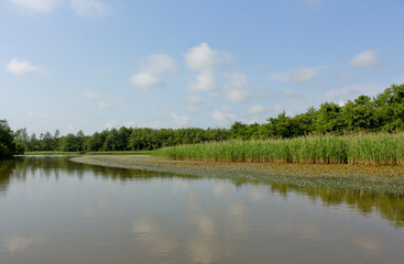 Panorama, wild view of Churia river in the swamps of Kolkheti National Park. A lot of reeds. Summer, green landscape Georgia country. View from canoe.
