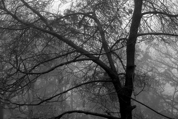 black and white photo of a tree in winter in a fog