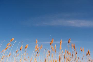 Photo of reeds against the blue sky