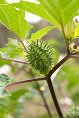Datura stramonium capsule seed close up