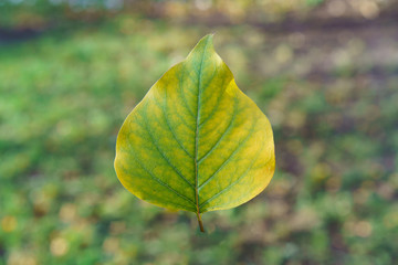 Photography of lonely yellow green aspen leaf in autumn day. Natural texture. Green and black ground as background. Suitable for posters, greeting cards, post cards.