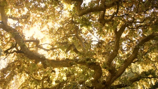 Big old autumn sycamore tree. Sunny day in city park