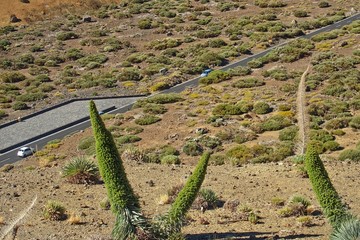original spring blooming flower growing on the Spanish Canary Island of Tenerife in the Teide...